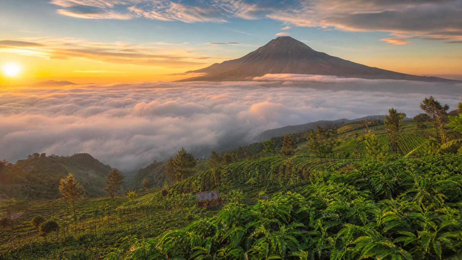 Kebun tembakau dan lahan pertanian warga Kentengsari